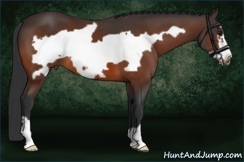 Horse Color:Bay Frame 