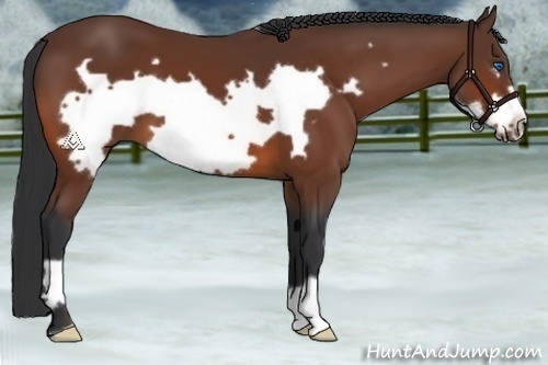 Horse Color:Bay Frame 