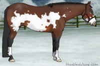 Horse Color:Bay Frame