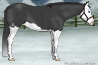 Horse Color:Smoky Black Splash