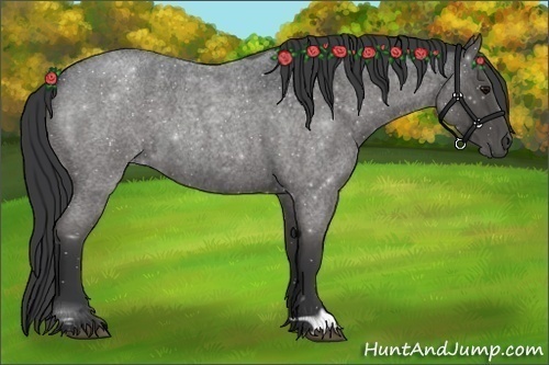 Horse Color:Blue Roan 