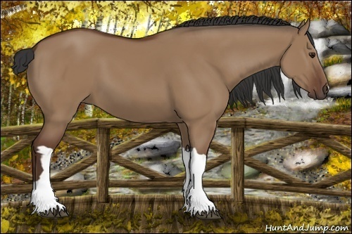 Horse Color:Bay Dun