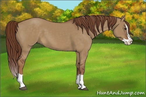 Horse Color:Red Dun Splash 