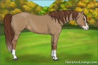 Horse Color:Red Dun Splash