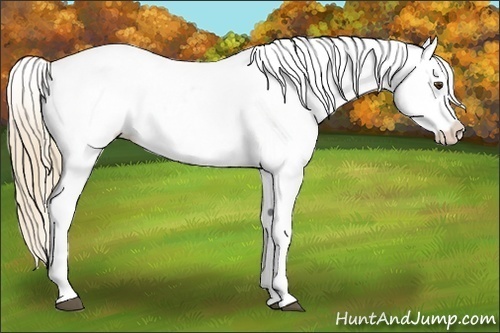 Horse Color:Red Dun Appaloosa 