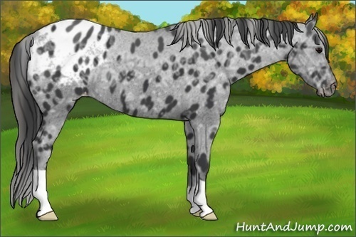 Horse Color:Black Ice Varnish 