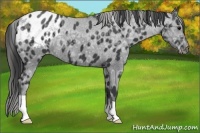 Horse Color:Black Ice Appaloosa 