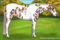 Horse Color:Chestnut Sabino Tobiano Blanket Rabicano