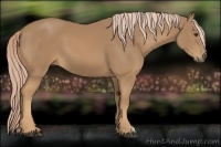 Horse Color:Palomino
