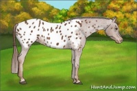 Horse Color:Chestnut Appaloosa 