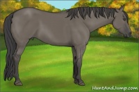 Horse Color:Smoky Grullo 