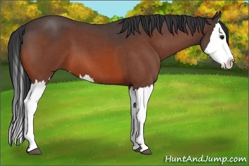 Horse Color:Bay Roan Splash 