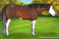 Horse Color:Bay Roan Splash