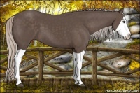 Horse Color:Silver Black Splash