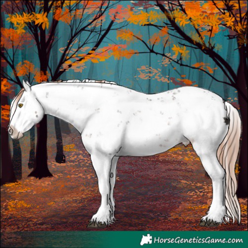 Horse Color:Liver Chestnut Sabino Splash