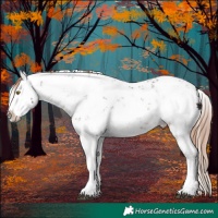Horse Color:Liver Chestnut Sabino Splash 