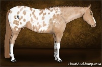 Horse Color:Bay Pearl Appaloosa 