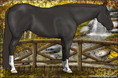 Horse Color:Liver Chestnut 