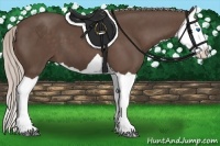 Horse Color:Silver Black Splash 