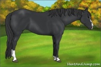 Horse Color:Black Sabino 