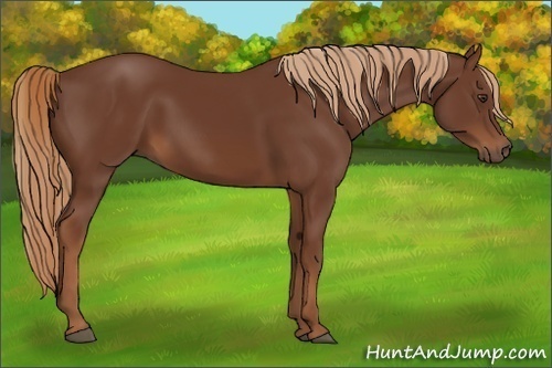 Horse Color:Chestnut Rabicano 