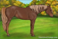 Horse Color:Chestnut Rabicano 
