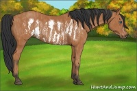 Horse Color:Bay Splash Frame Brindle