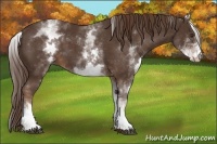 Horse Color:White Spotted Liver Chestnut 