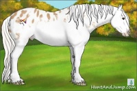 Horse Color:White Spotted Silver Buckskin Splash Frame Near Leopard Rabicano 