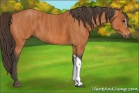 Horse Color:Bay  Brindle