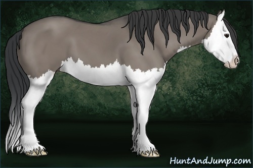 Horse Color:Grullo Sabino Splash