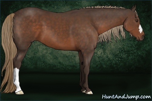 Horse Color:Liver Chestnut 