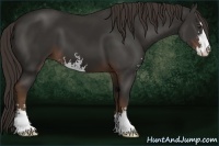 Horse Color:Liver Chestnut Sabino