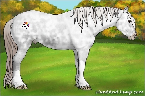 Horse Color:Liver Chestnut Ice Appaloosa 