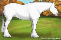 Horse Color:White Spotted Liver Chestnut Sabino Appaloosa 