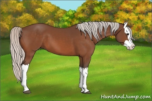 Horse Color:Silver Bay Splash 