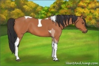 Horse Color:Bay Tobiano 