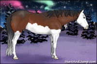 Horse Color:Bay Splash 