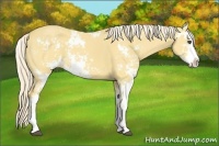 Horse Color:Palomino Dun Sabino 