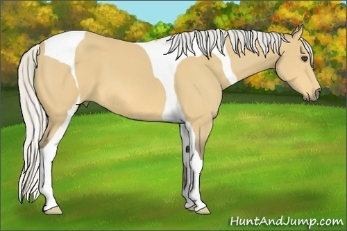 Horse Color:Silver Buckskin Sabino Tobiano