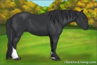 Horse Color:Black Tobiano 