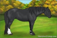 Horse Color:Black Tobiano 