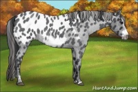 Horse Color:Blue Roan Sabino Frame Appaloosa