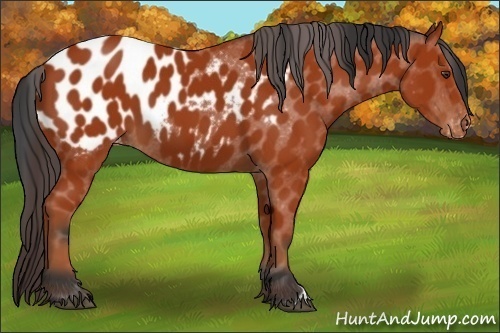 Horse Color:Bay Appaloosa 