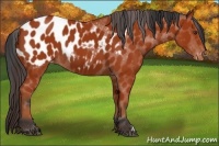 Horse Color:Bay Appaloosa 