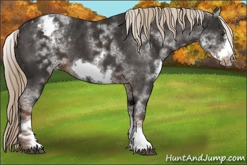 Horse Color:White Spotted Liver Chestnut Sabino Frame Appaloosa 