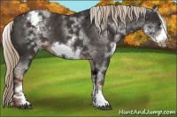 Horse Color:White Spotted Liver Chestnut Sabino Frame Varnish 