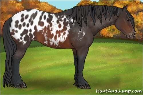 Horse Color:Brown Appaloosa