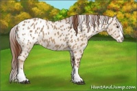 Horse Color:Red Dun Splash Appaloosa 