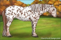 Horse Color:Chestnut Blanket 